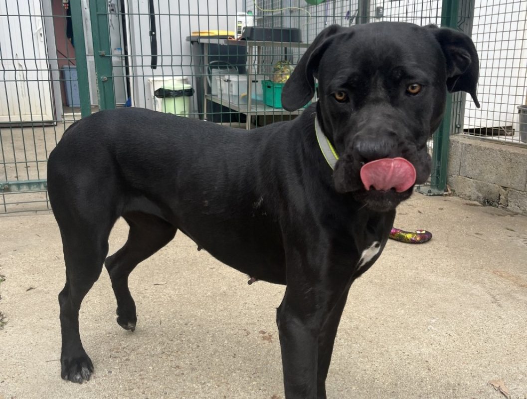 Athéna - Chien Cane Corso à adopter - photo 2