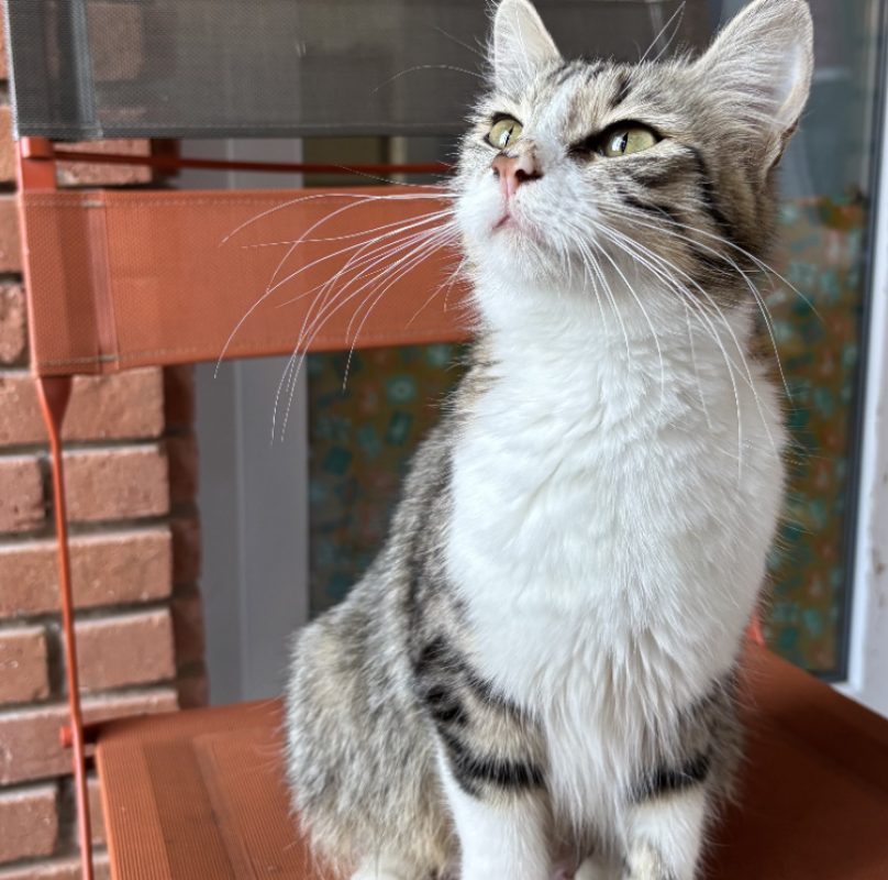 Amia - Chat Européen à adopter
