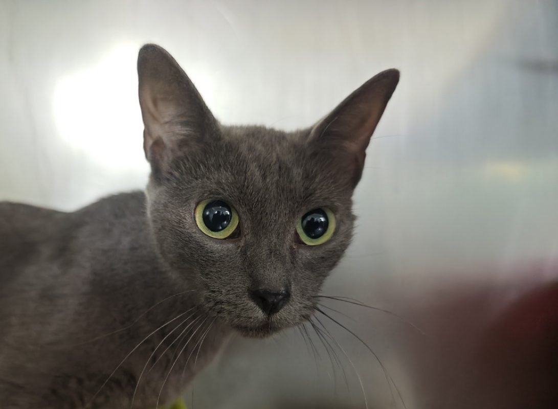 Duchesse - Chat Européen à adopter