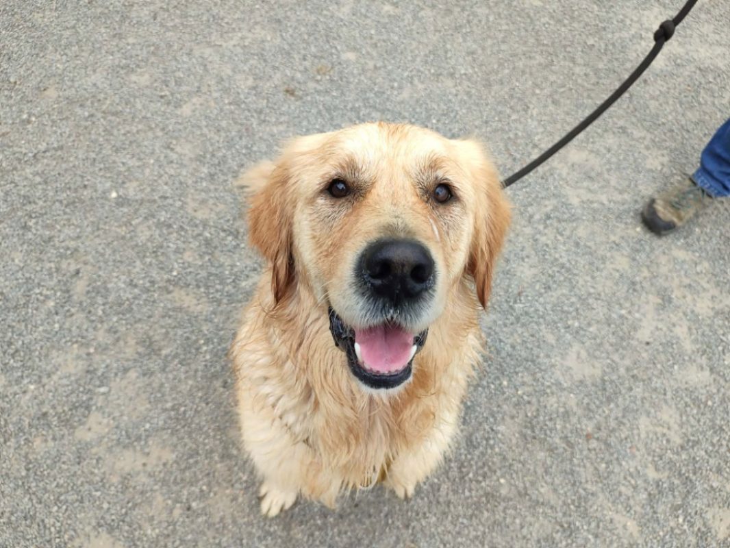 Jambon - Chien à adopter