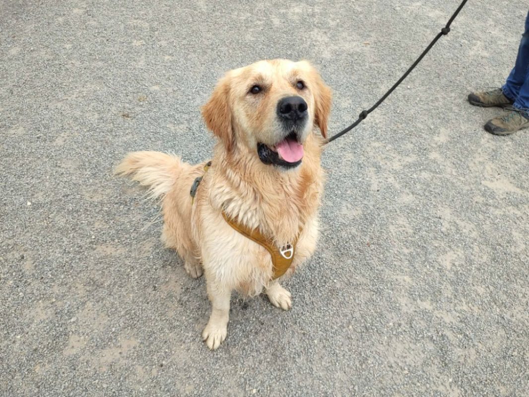 Jambon - Chien à adopter - photo 2