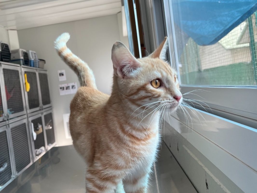 Zénith - Chat Européen à adopter