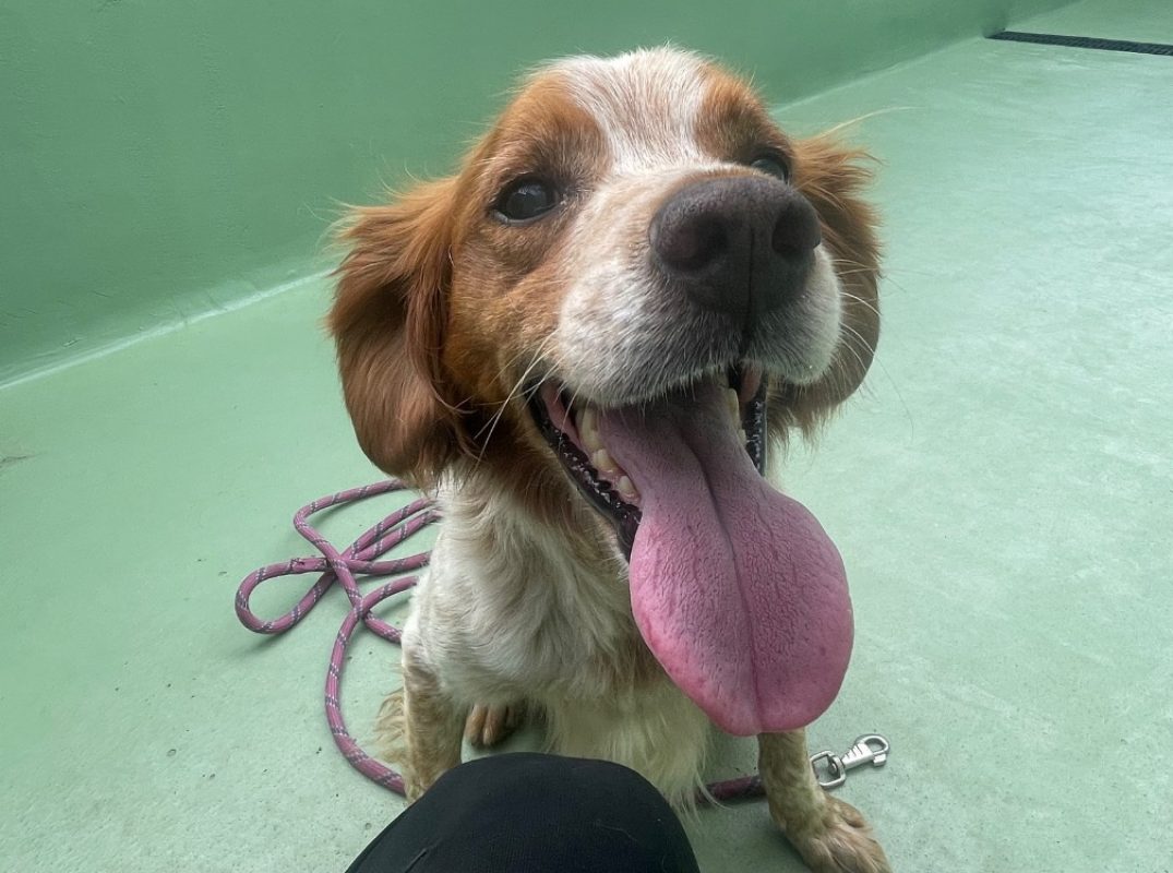 Oscar - Chien Epagneul Breton à adopter