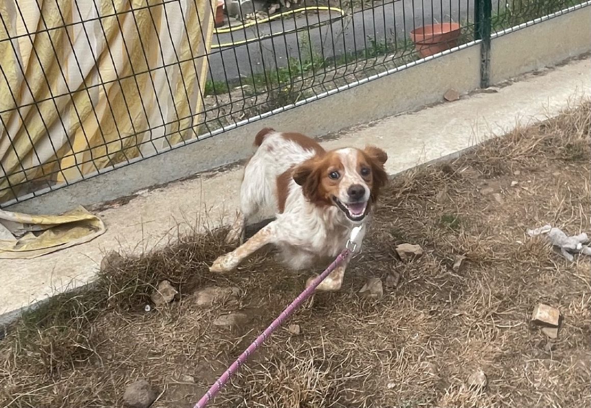 Oscar - Chien Epagneul Breton à adopter - photo 2