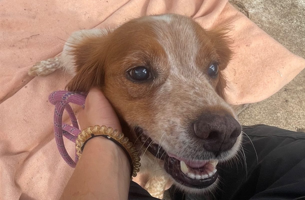 Oscar - Chien Epagneul Breton à adopter - photo 3