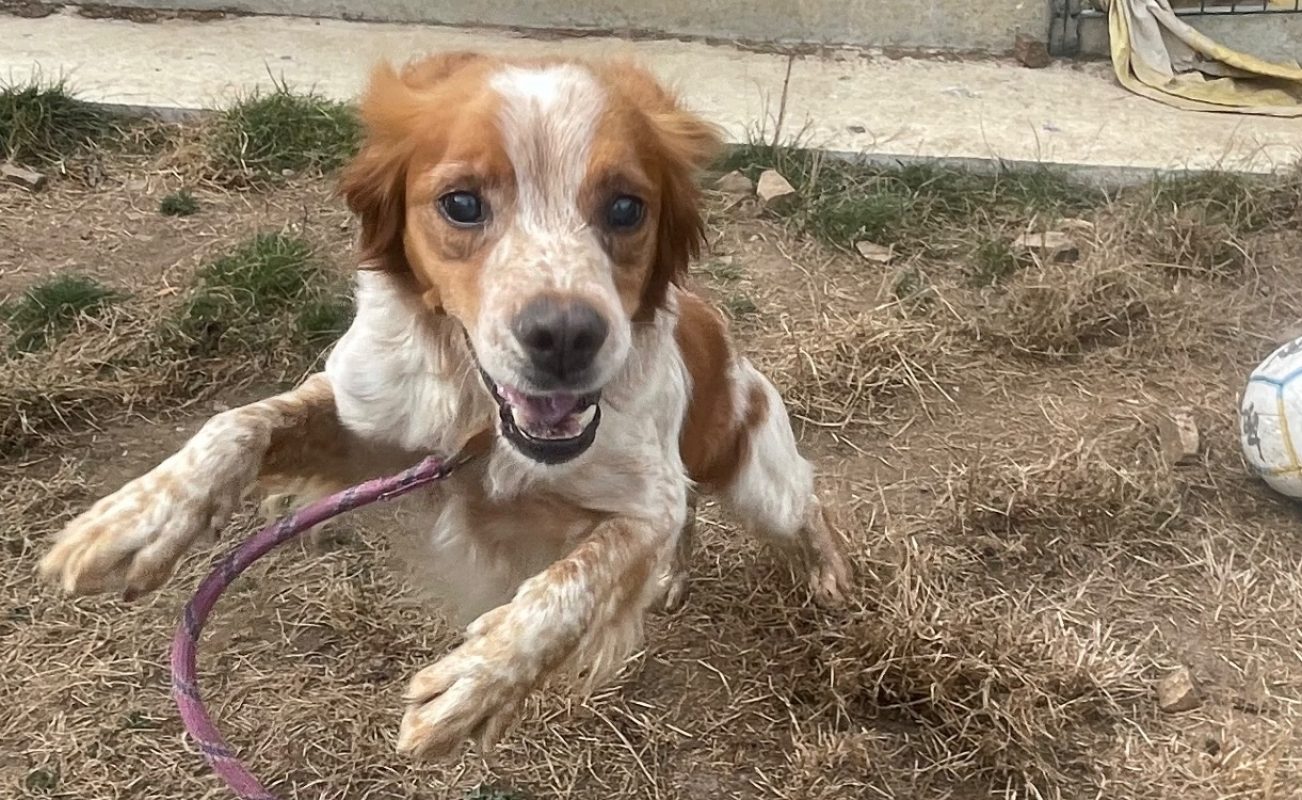 Oscar - Chien Epagneul Breton à adopter - photo 4