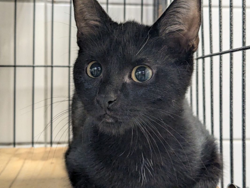 Tac - Chat Européen à adopter