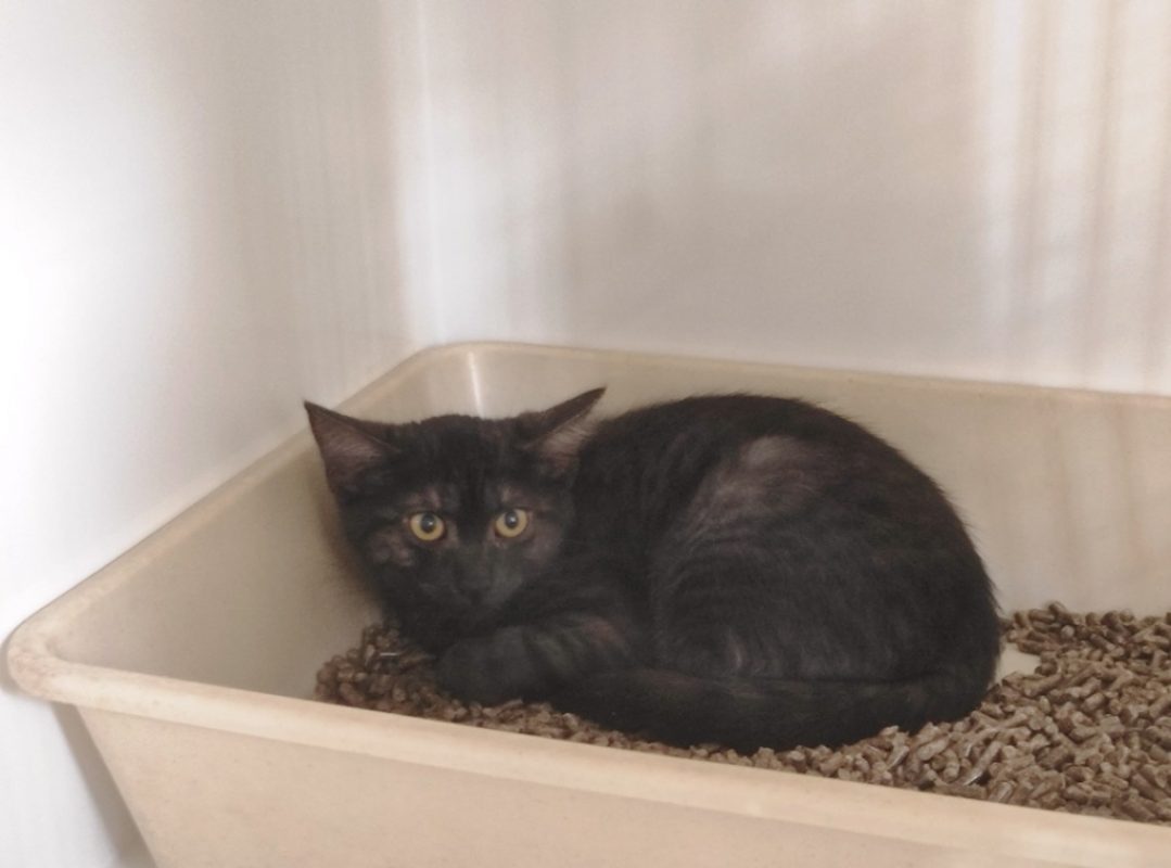 Luna - Chat Européen à adopter