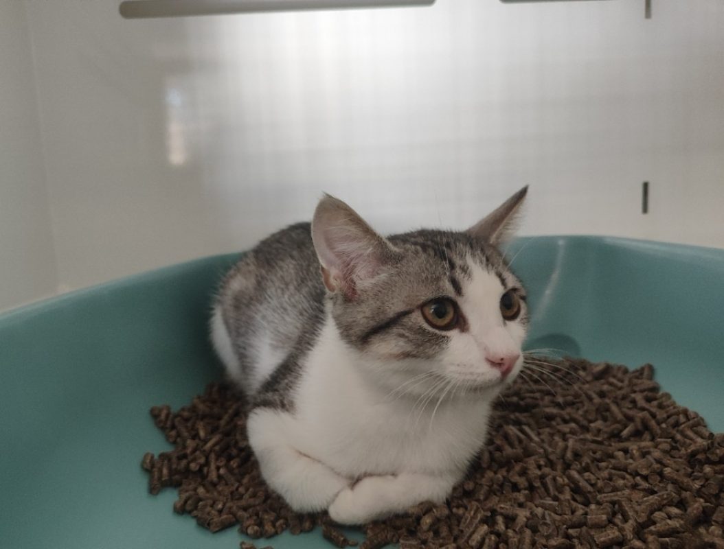 Neville - Chat Européen à adopter