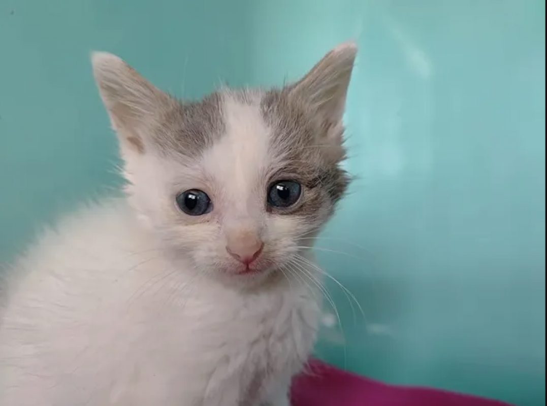 Pong - Chat Européen à adopter