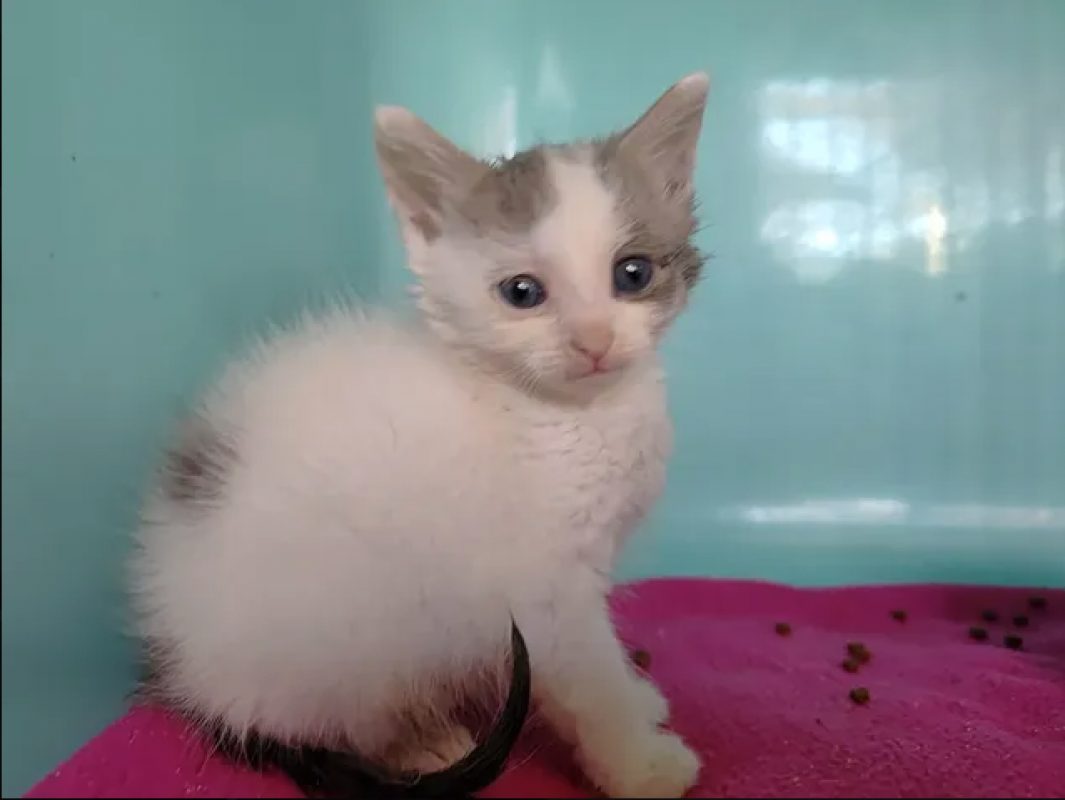 Pong - Chat Européen à adopter - photo 2