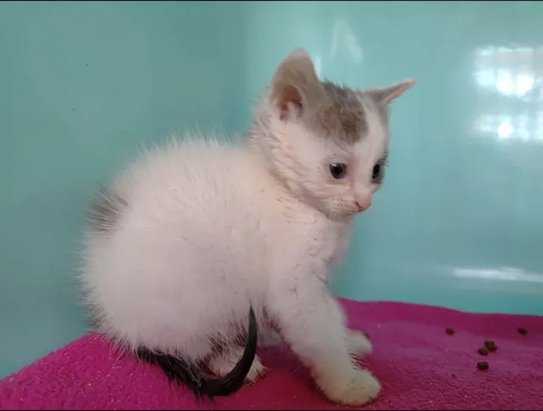 Pong - Chat Européen à adopter - photo 3