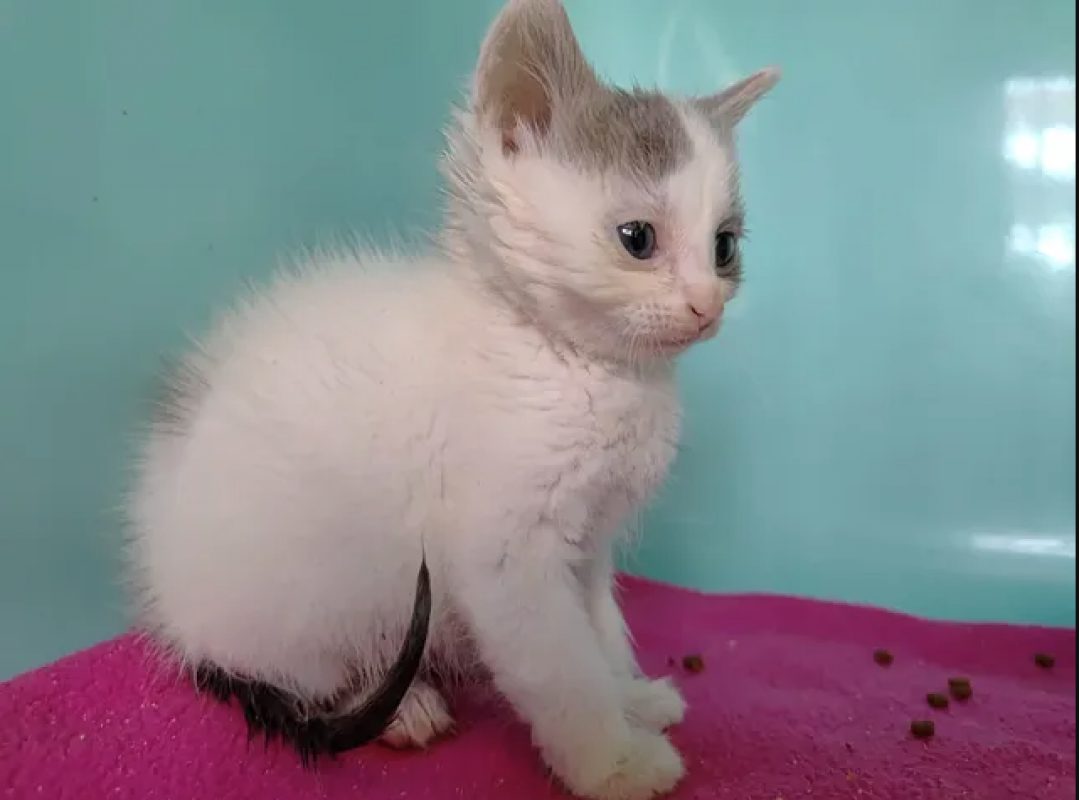 Pong - Chat Européen à adopter - photo 4