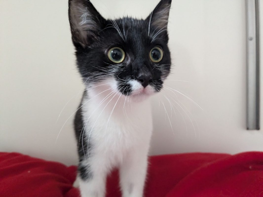 Coco - Chat Européen à adopter