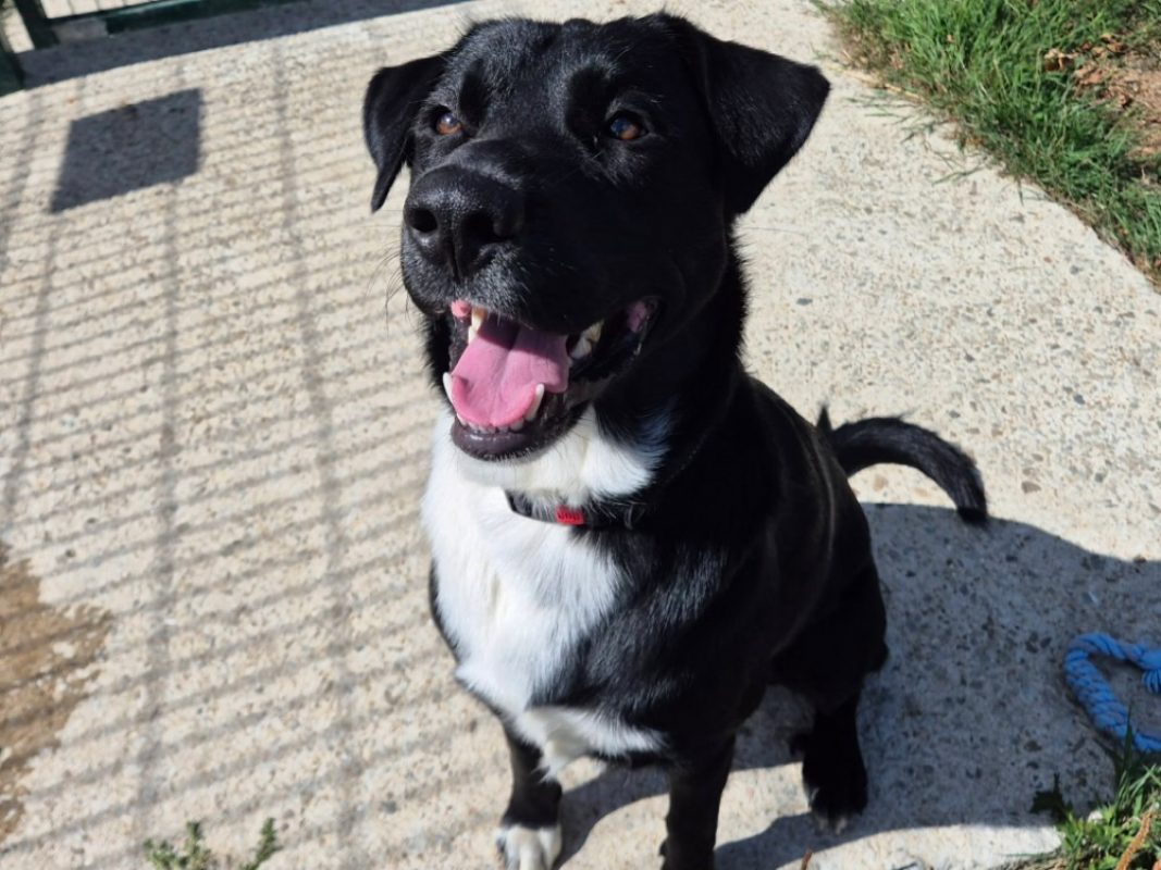 Aiko - Chien à adopter
