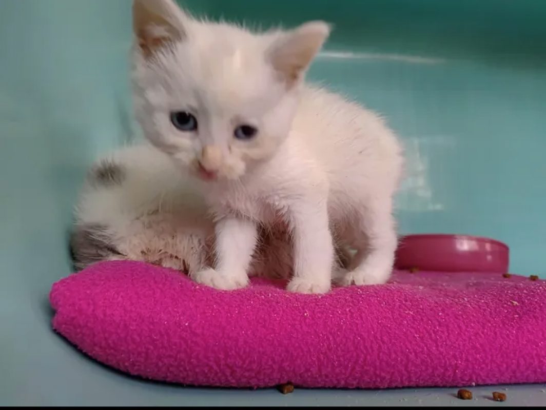 Ping - Chat Européen à adopter