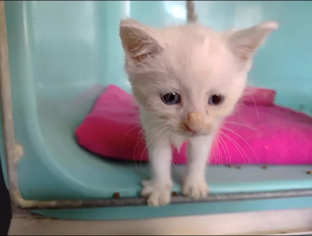 Ping - Chat Européen à adopter - photo 2