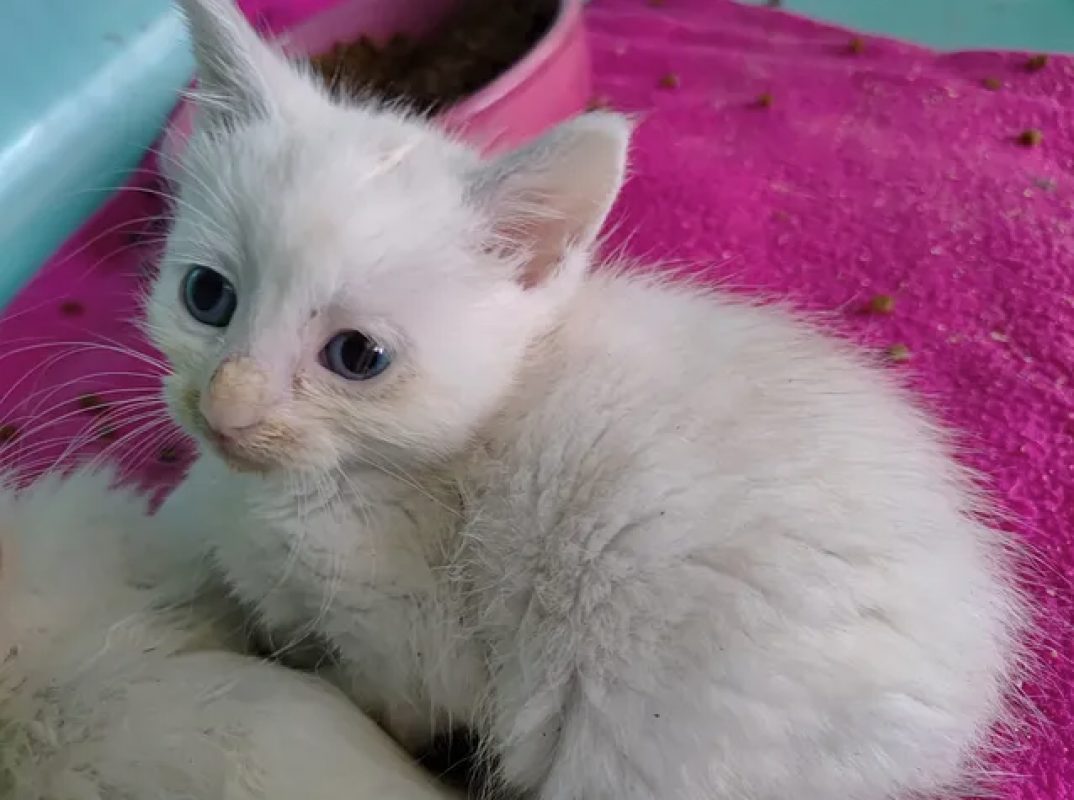 Ping - Chat Européen à adopter - photo 4