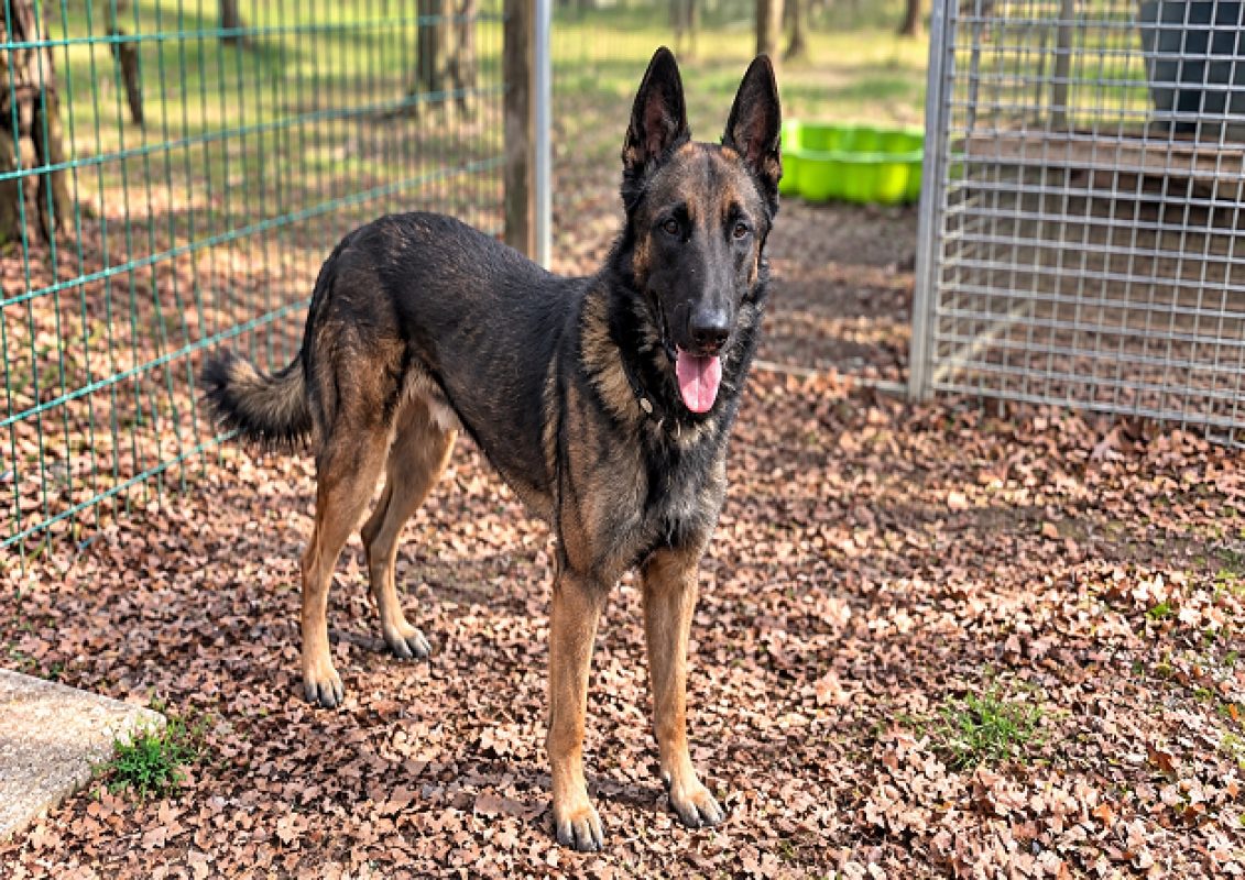 Spartacus - Chien Berger Belge Malinois à adopter