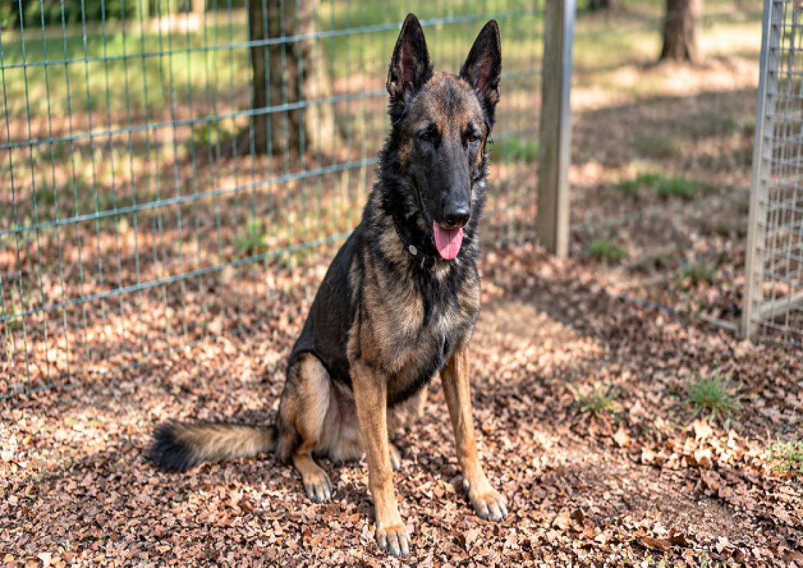 Spartacus - Chien Berger Belge Malinois à adopter - photo 2