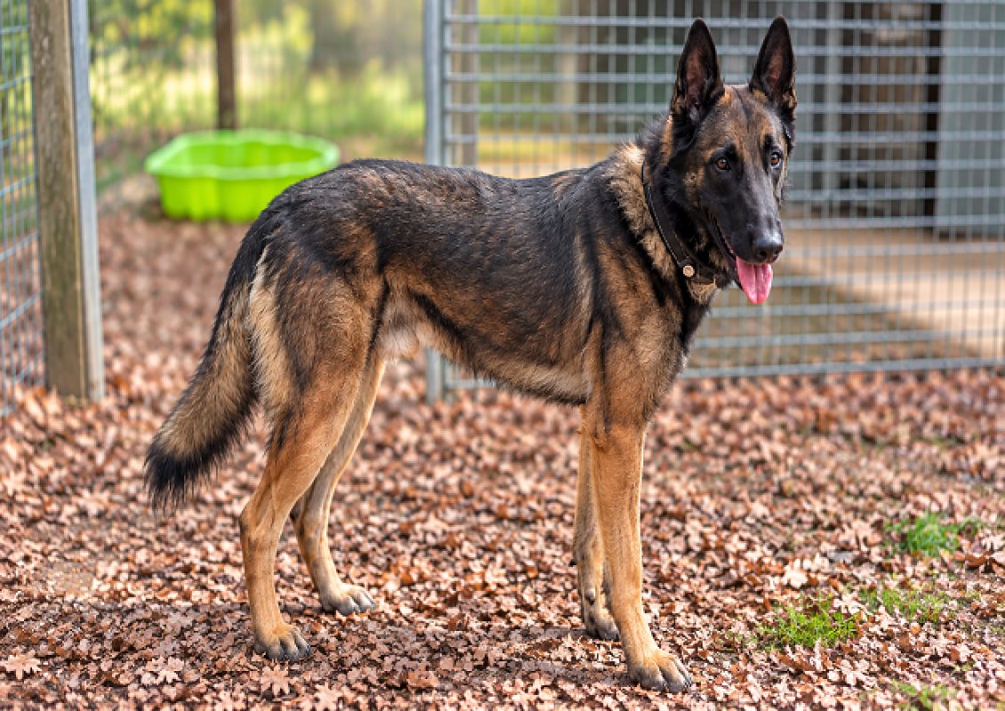 Spartacus - Chien Berger Belge Malinois à adopter - photo 3