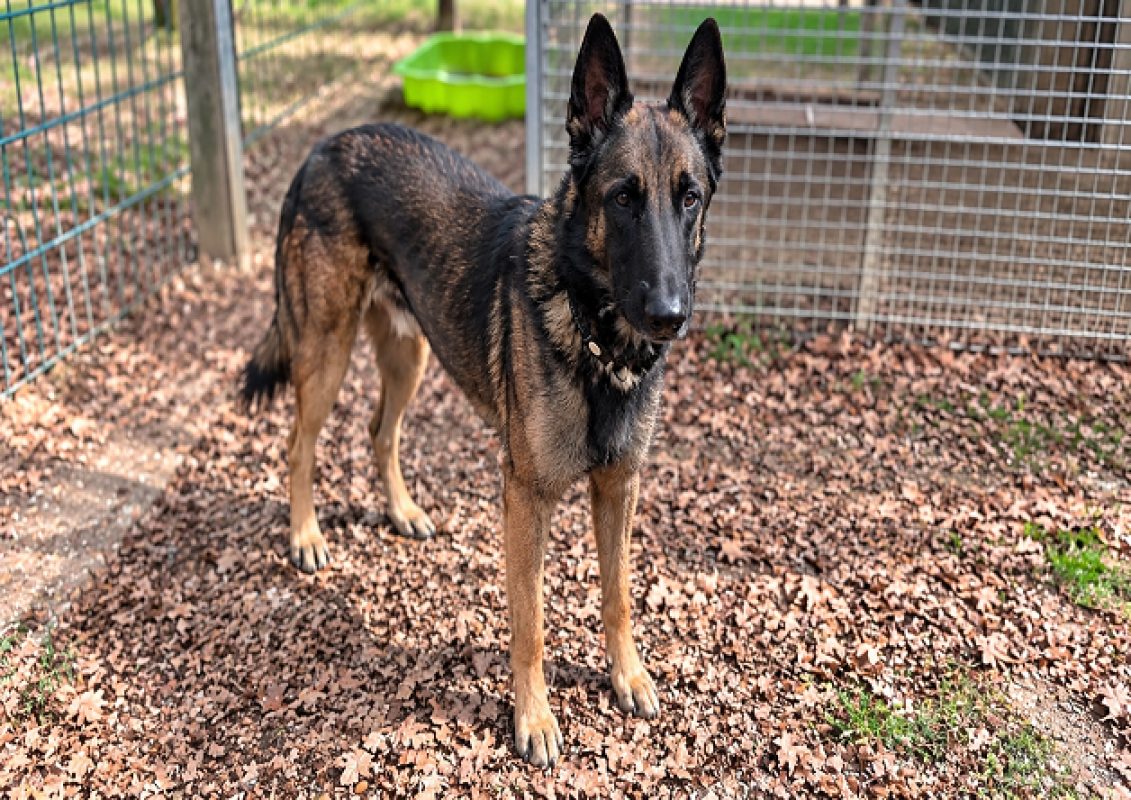 Spartacus - Chien Berger Belge Malinois à adopter - photo 4