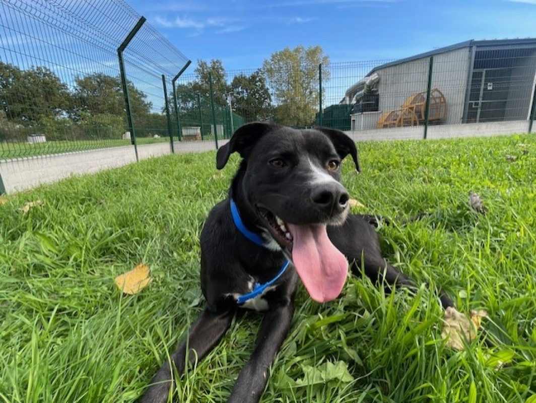 Udy - Chien à adopter