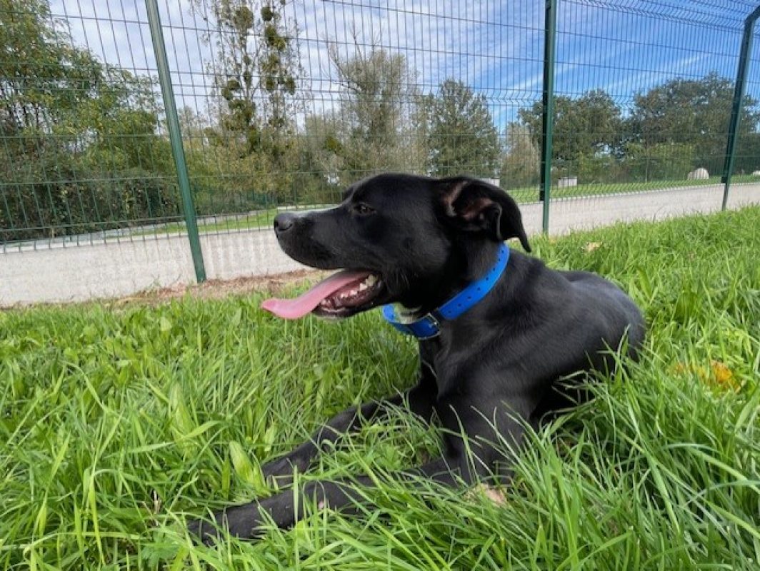 Udy - Chien à adopter - photo 2