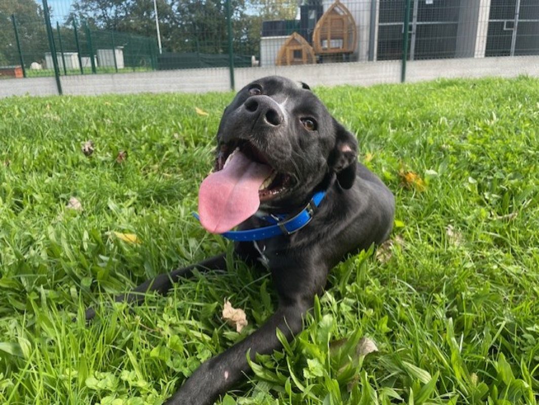Udy - Chien à adopter - photo 3