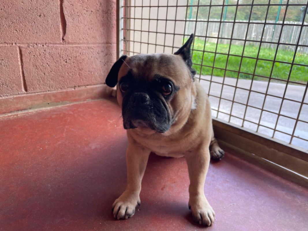 Montaigne - Chien à adopter - photo 2