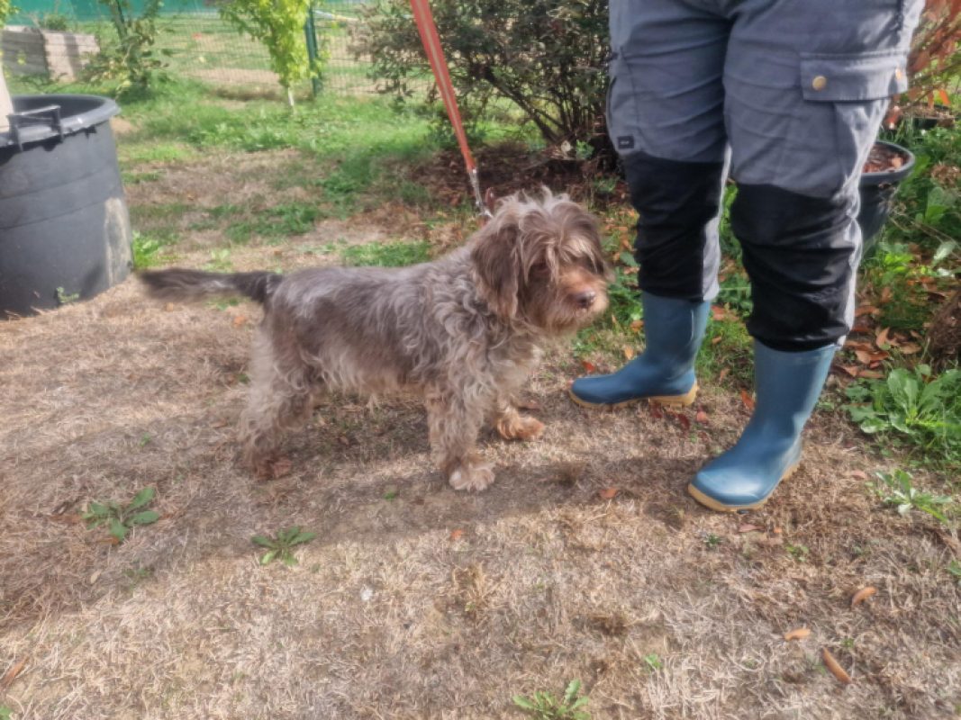 Kia - Chien à adopter