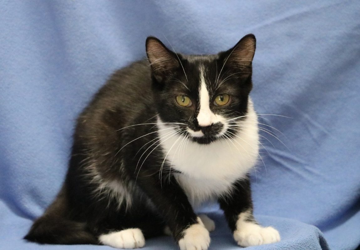 Pompom - Chat Européen à adopter