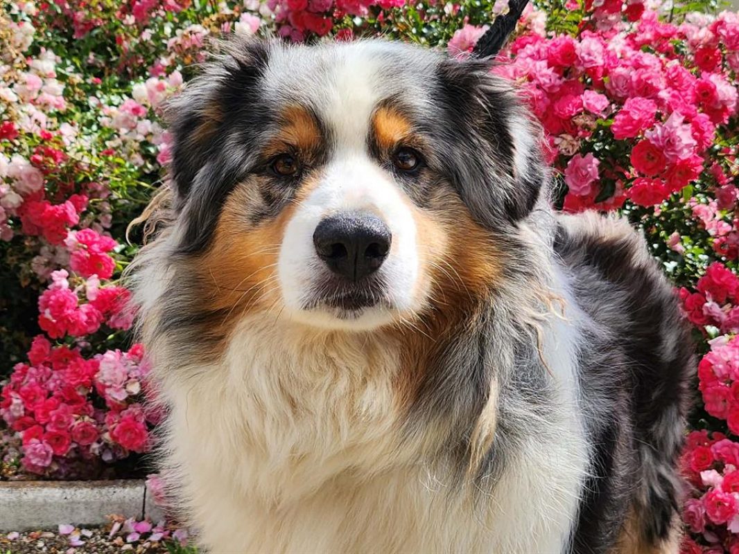 Ryco - Chien à adopter