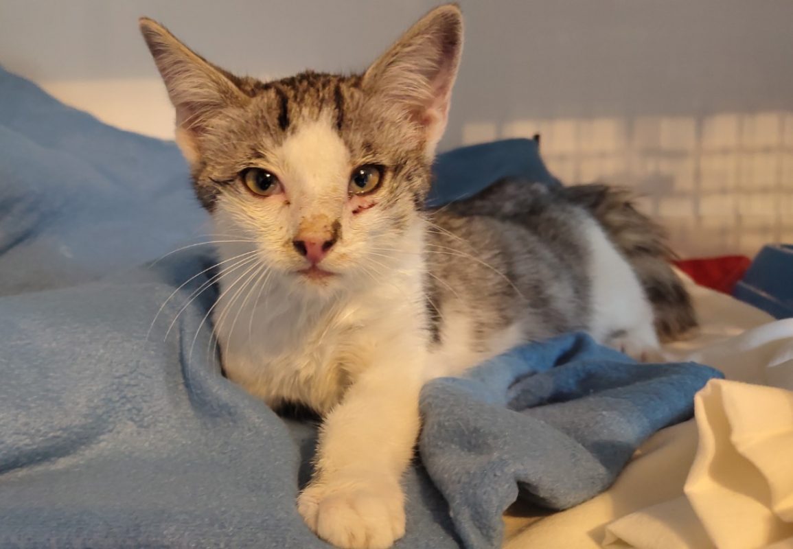 B'aout - Chat Européen à adopter