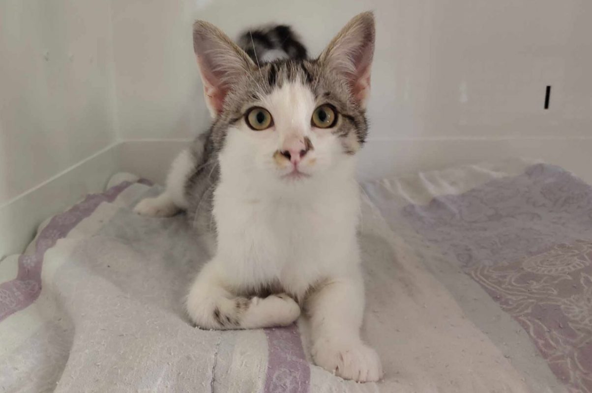 B'aout - Chat Européen à adopter