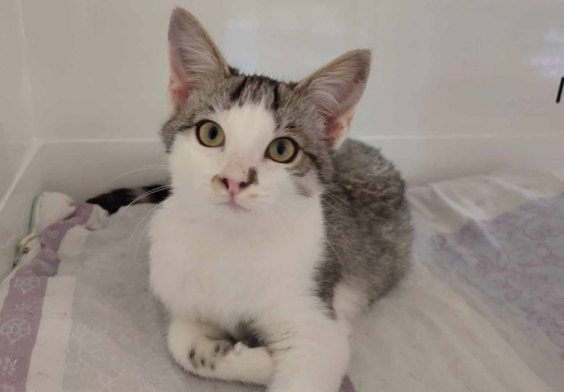 B'aout - Chat Européen à adopter - photo 2