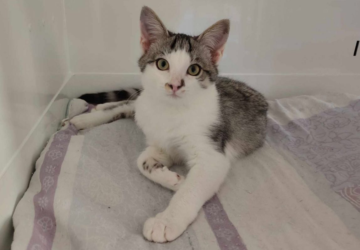 B'aout - Chat Européen à adopter - photo 3