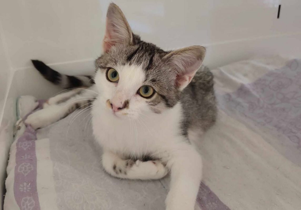 B'aout - Chat Européen à adopter - photo 4