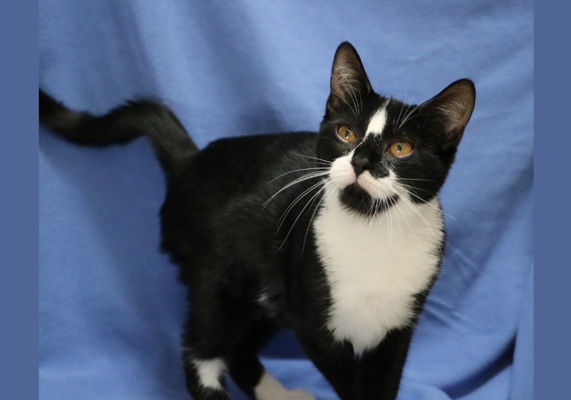 Filou - Chat Européen à adopter