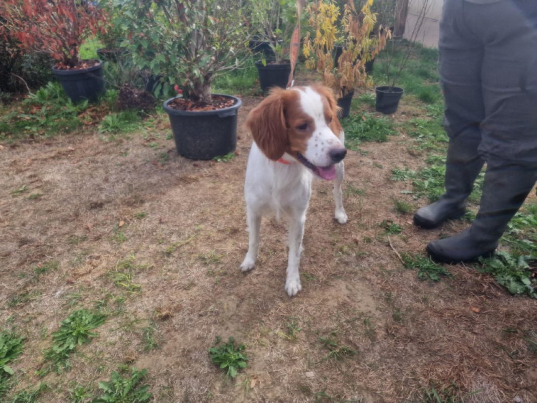Marley - Chien Epagneul Breton à adopter