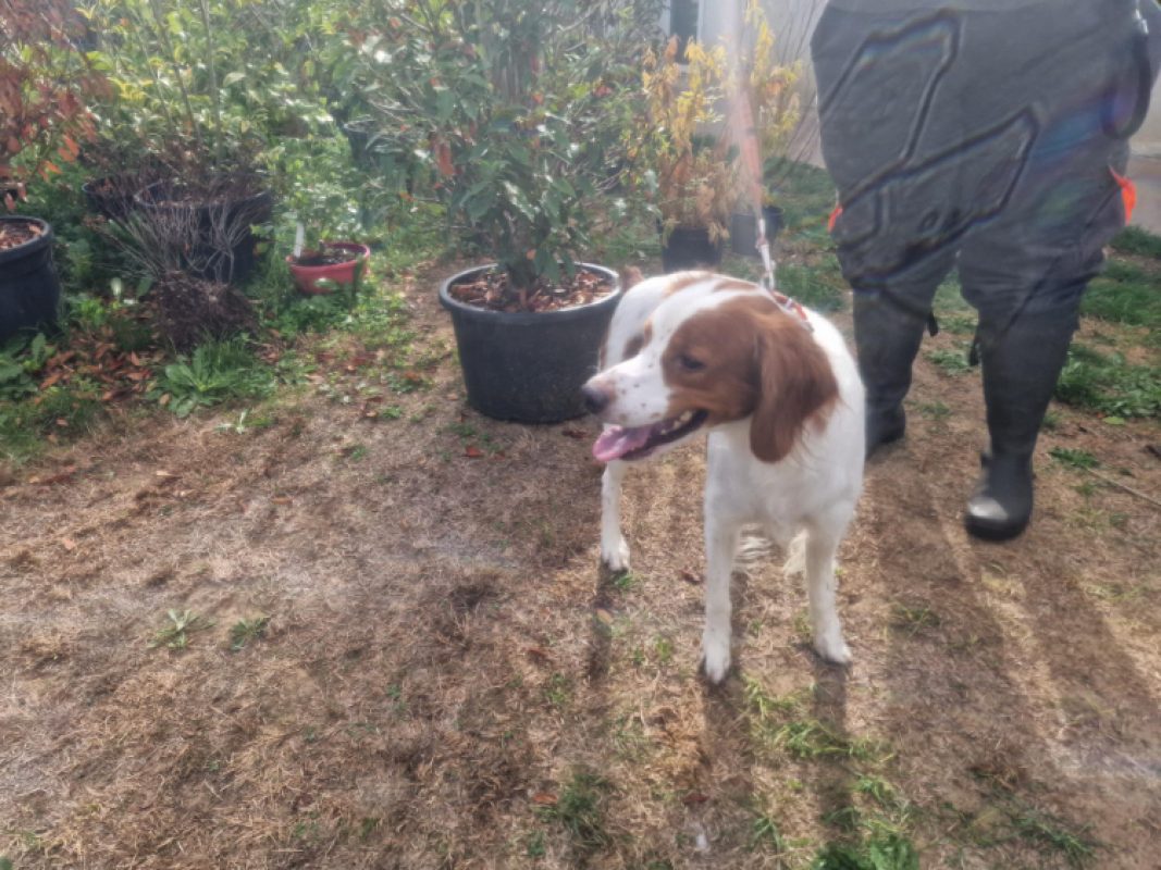 Marley - Chien Epagneul Breton à adopter - photo 2