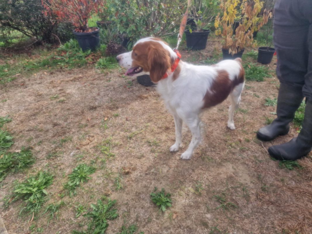 Marley - Chien Epagneul Breton à adopter - photo 3