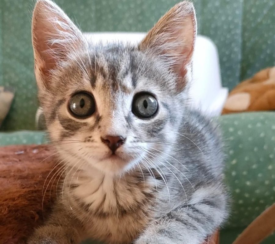 Bisou - Chat Européen à adopter