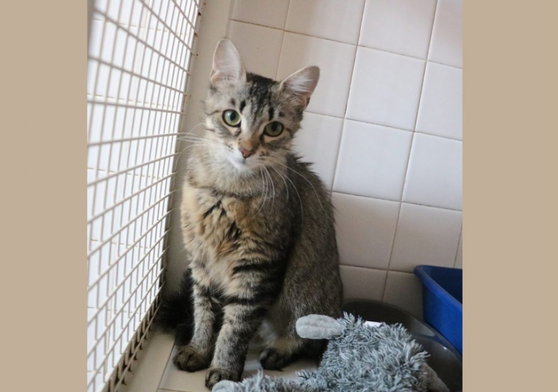 Bella - Chat Européen à adopter