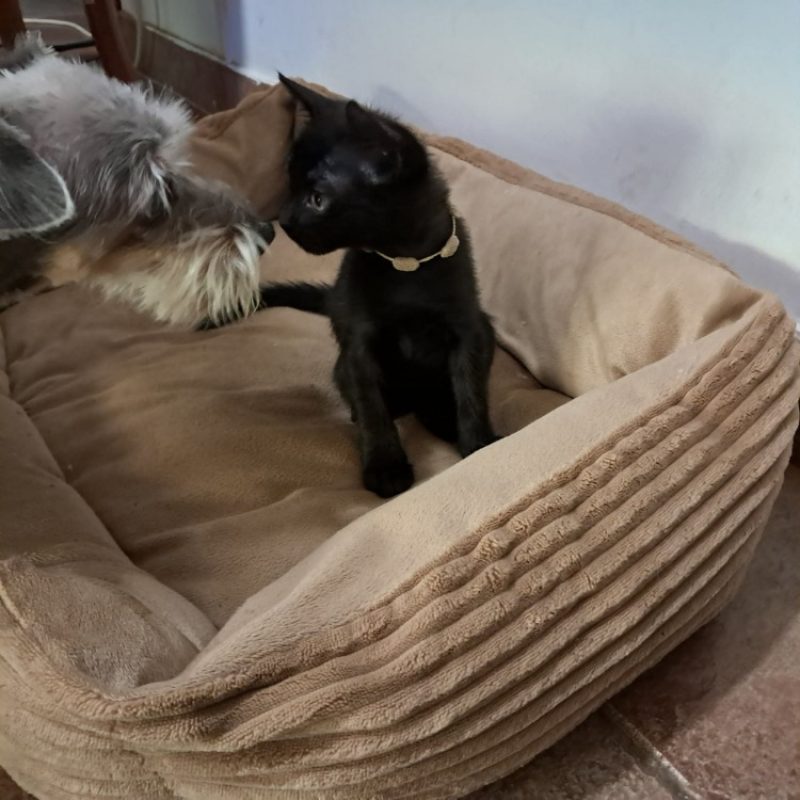 Buffy - Chat Européen à adopter
