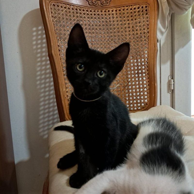 Bouille - Chat Européen à adopter