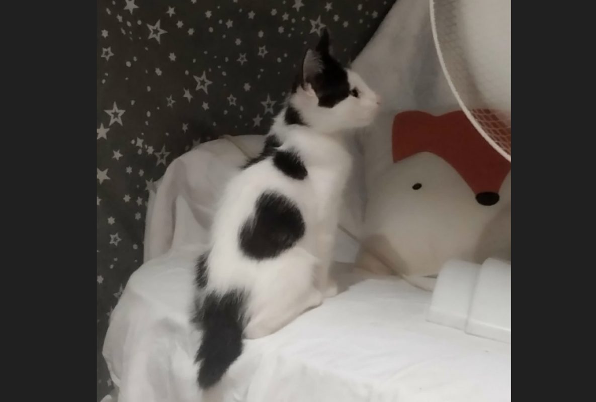 Bianco - Chat Européen à adopter