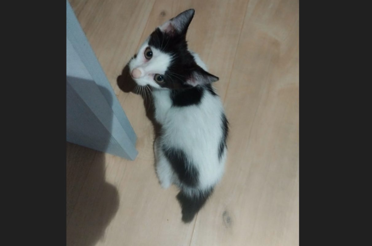Bianco - Chat Européen à adopter - photo 2