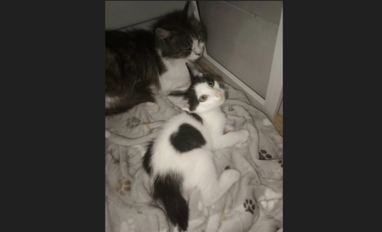 Bianco - Chat Européen à adopter - photo 3