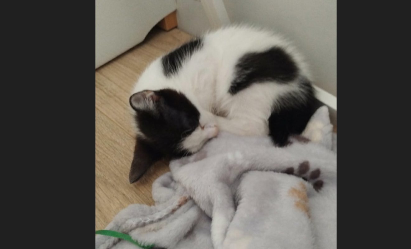 Bianco - Chat Européen à adopter - photo 4